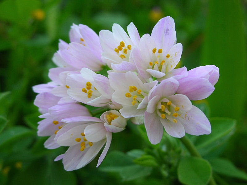 Allium roseum / Aglio rosa